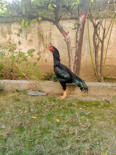 Full black mushki available