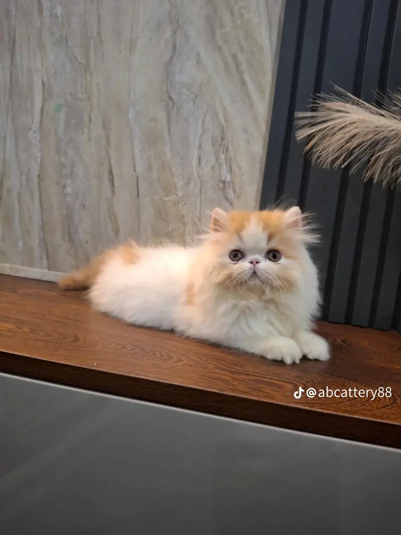 Persian kitten for sale my WhatsApp 0325/77/17/094/.