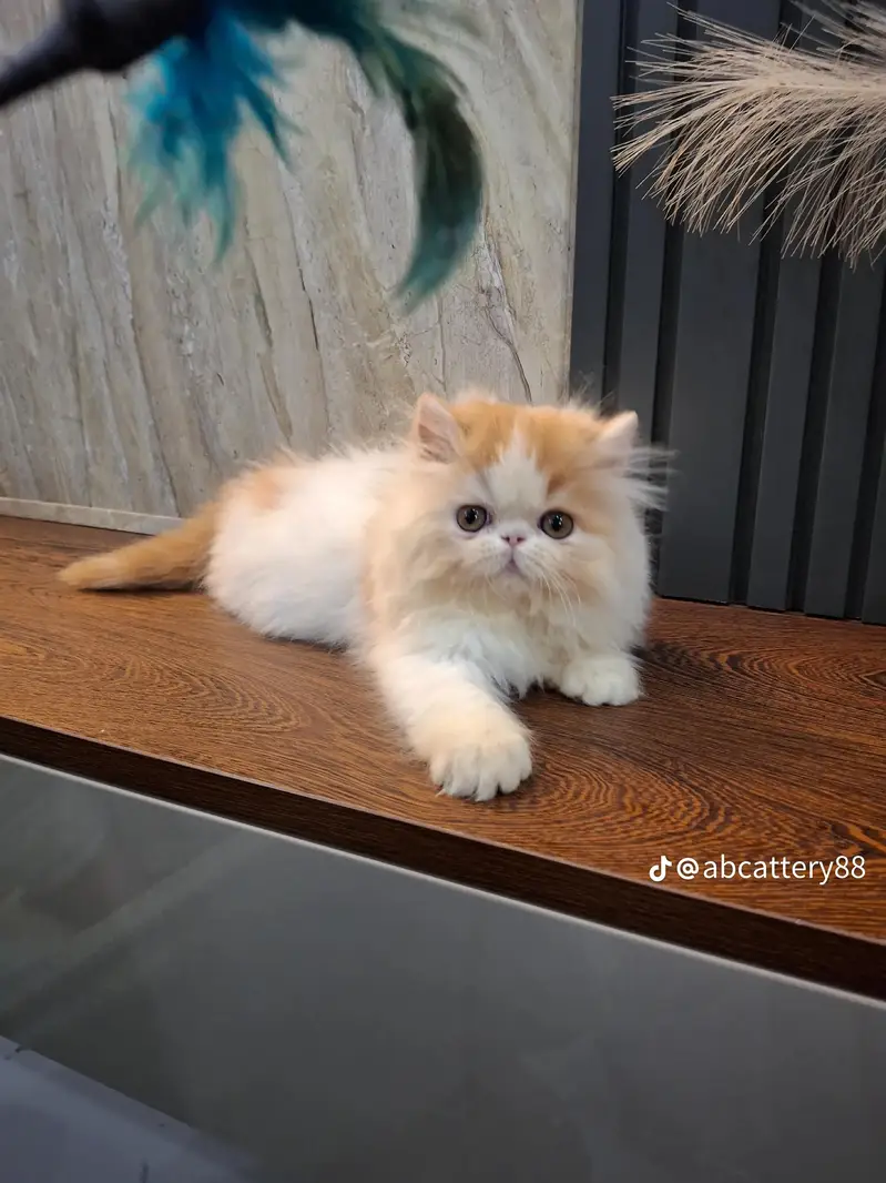 Persian kitten for sale my WhatsApp 0325/77/17/094/. — photo 2