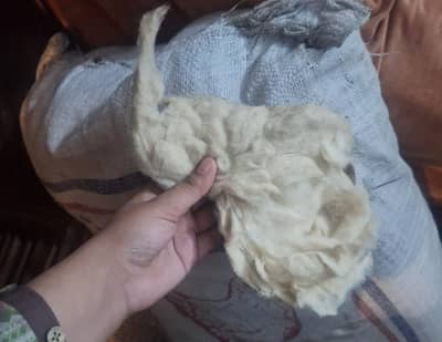Khalis Roi for sale in normal price
