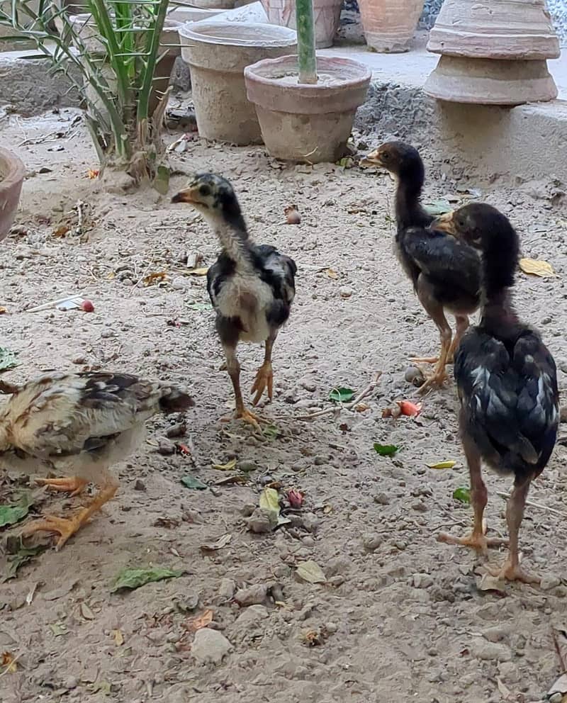 Aseel Chicks 1