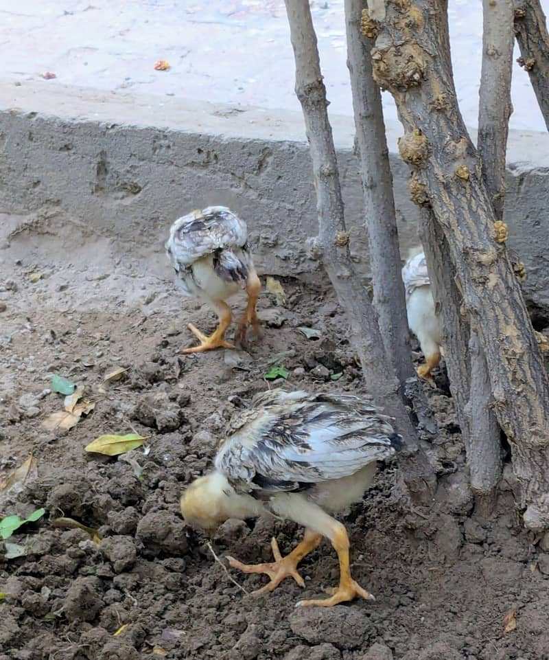 Aseel Chicks 2