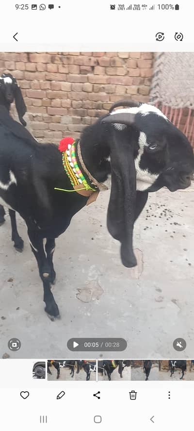 4 months pregnant beetal 8 dant bakri avail in faisalabad 03007655565