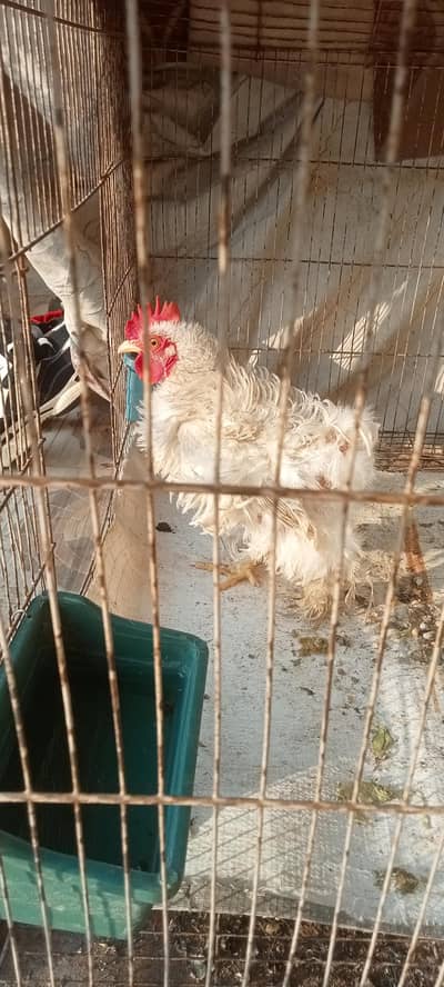 Adult Heavy Frizzle bentum Male for sale