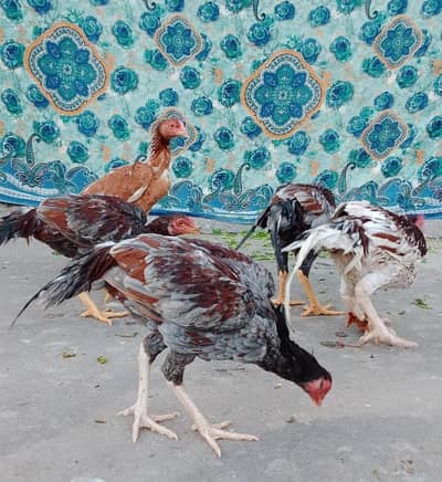 Aseel Beautiful with low price
