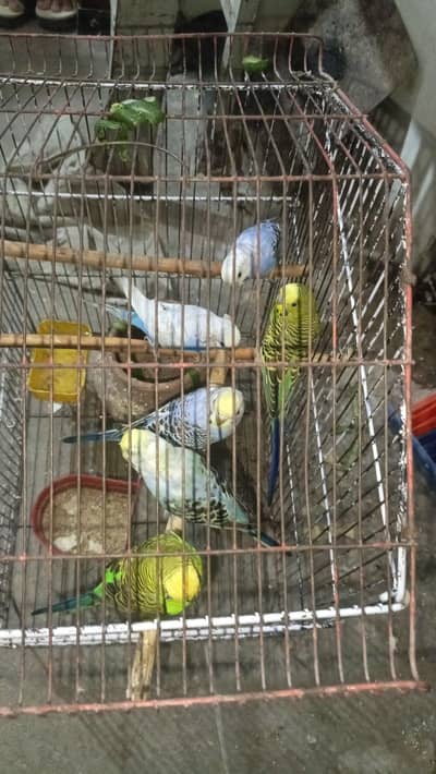 Beautiful birds AustralianAvailable for sale healthy and active