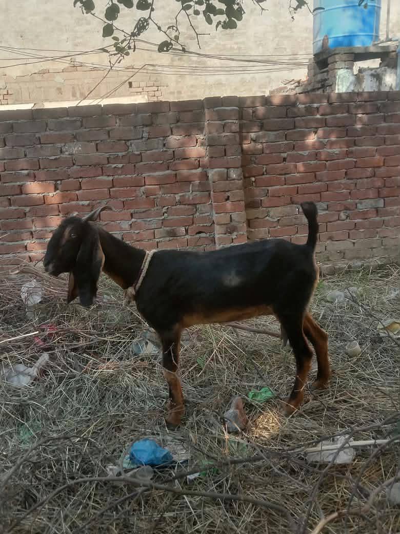 Desi bakri 1