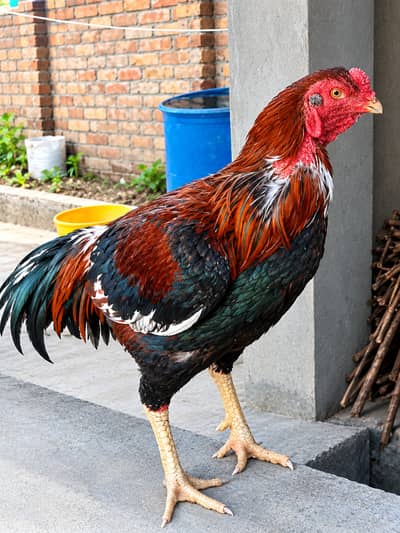 Assel rooster