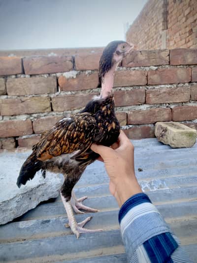 Peela aseel