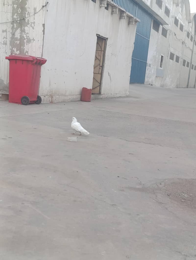 pati wala 1