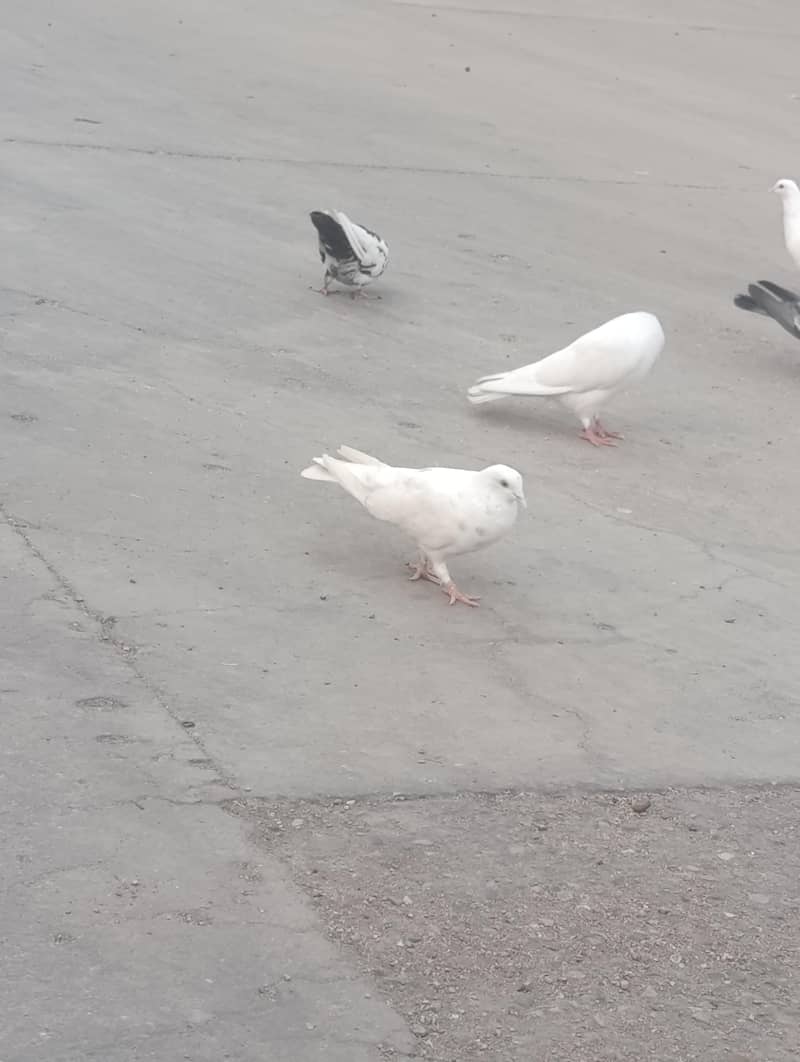 pati wala 2