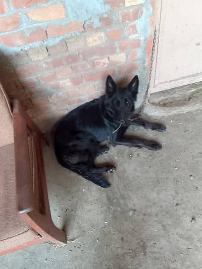for sale female