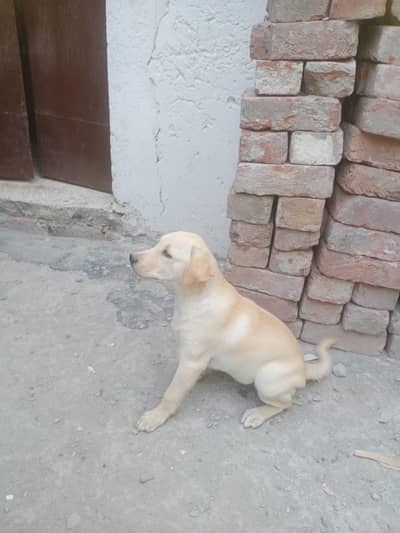 Laberador 2 months female