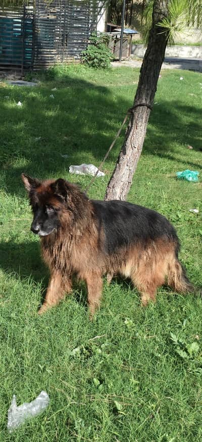 Long Coat German Shephered Male black and tan