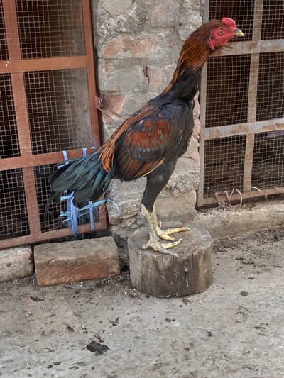 Pakoi X Burmi pair