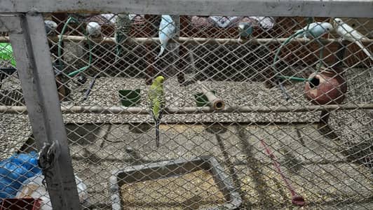 Australian Parrots or fringe