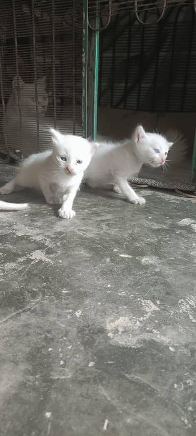 3 Beautiful White Persian Kittens for Sale – 18 Days Old