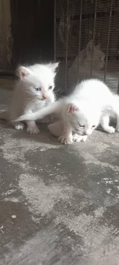 3 Beautiful White Persian Kittens for Sale – 18 Days Old