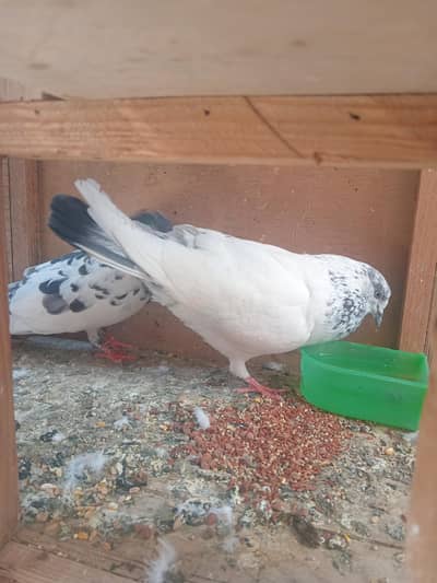 pigeon