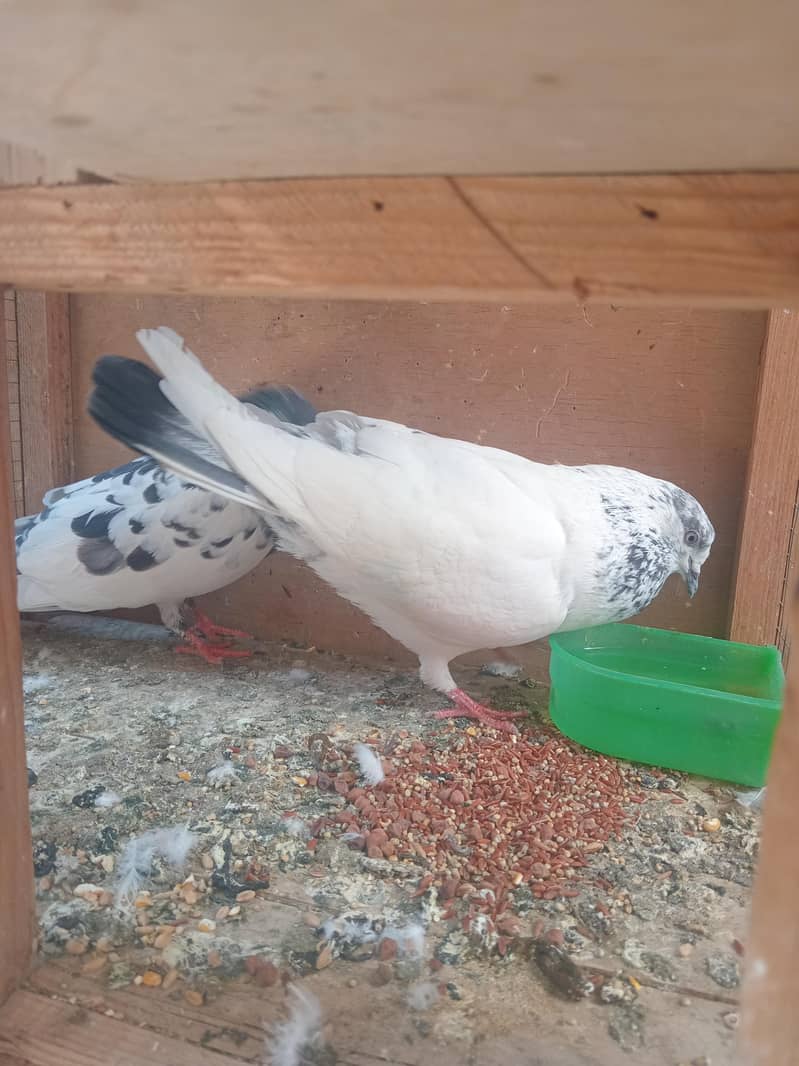 pigeon 0