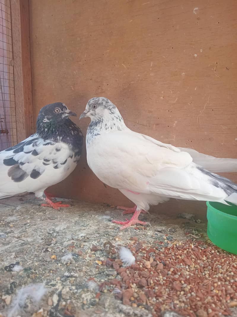 pigeon 1
