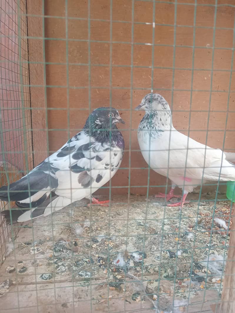pigeon 2