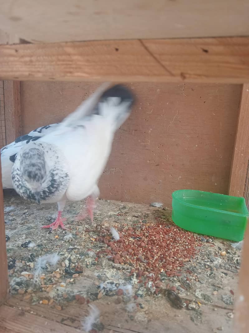pigeon 3