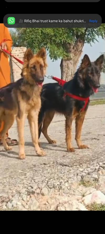 German Shepherd pair for sale