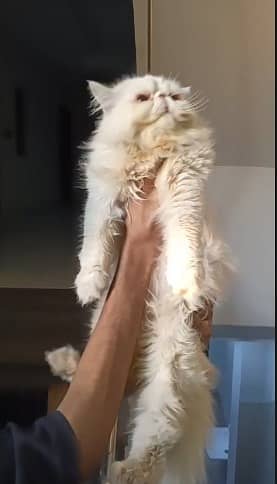 Peki face persian male | white peki face cat | male cat | persian cat