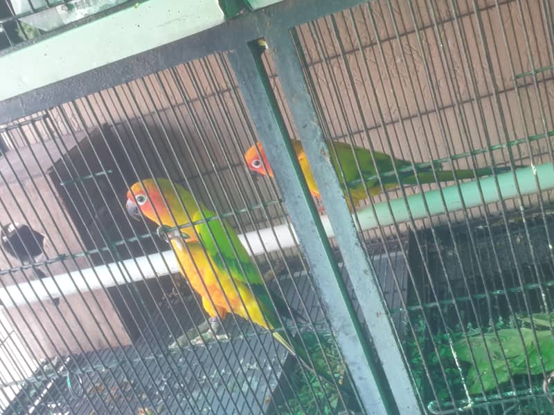suncounue 0