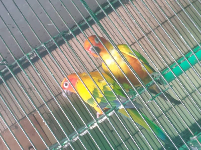 suncounue 1