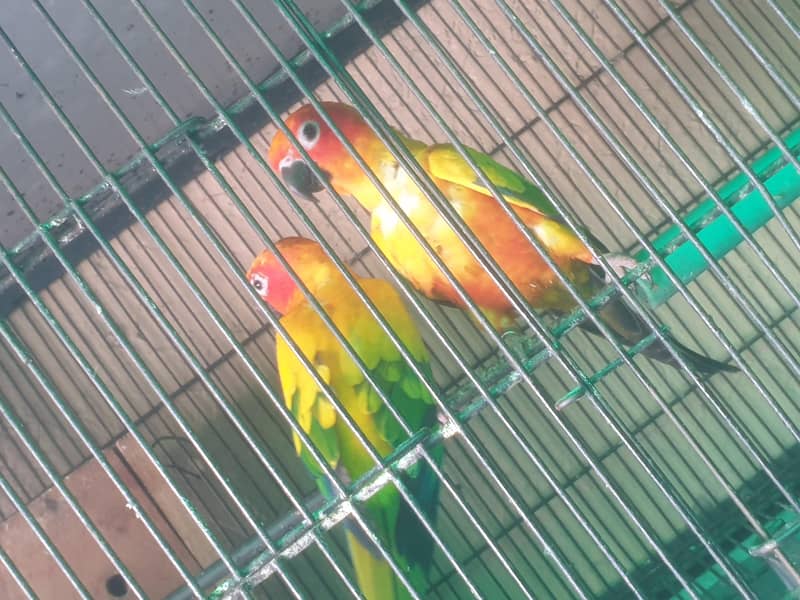 suncounue 2