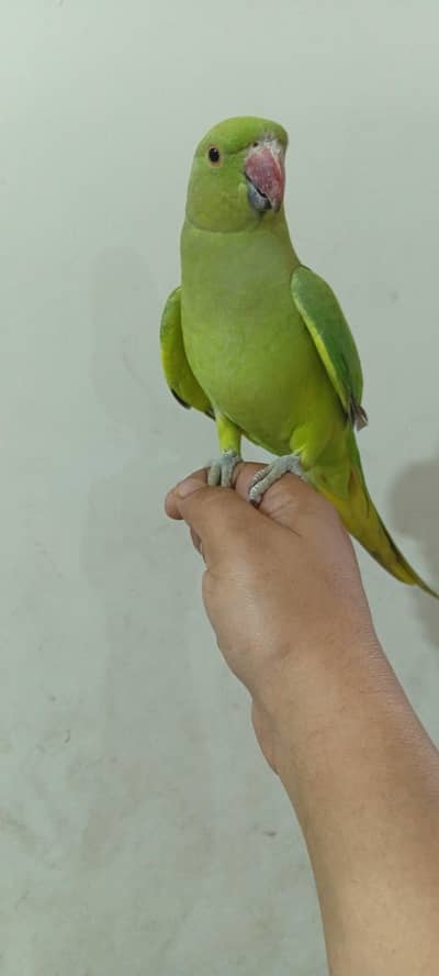 healthy and active zero bite semi tammed female