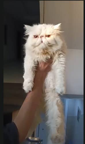 Peki face persian male cat | white peki face male | persian peki cat