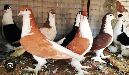 breeder pairs
