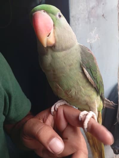 parrot