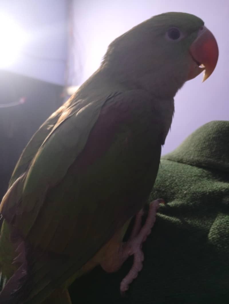 parrot 1