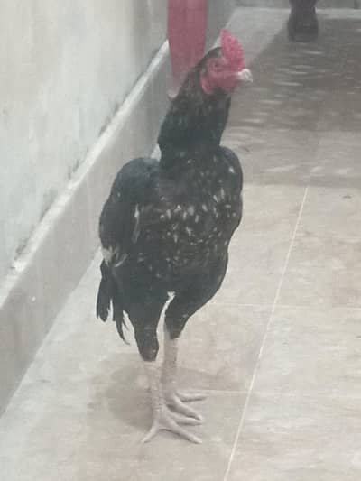2 black r b dastyab hn