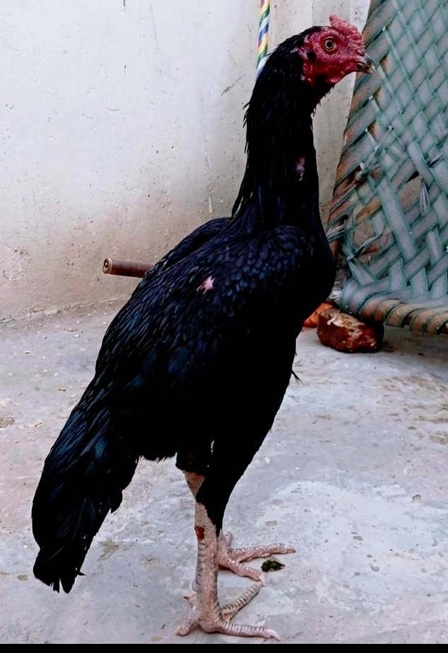 high quality mushka murga 1