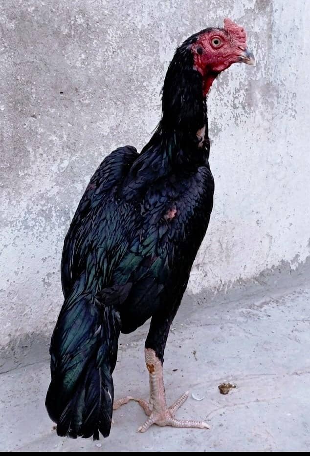high quality mushka murga 2