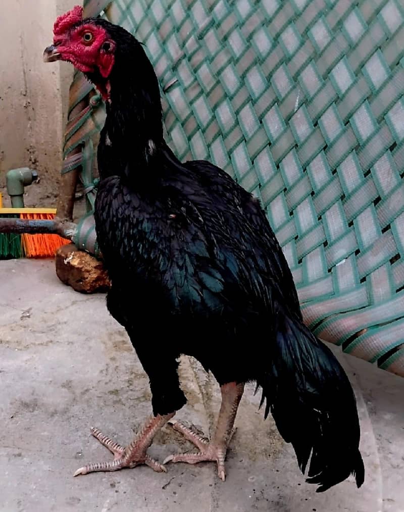high quality mushka murga 3