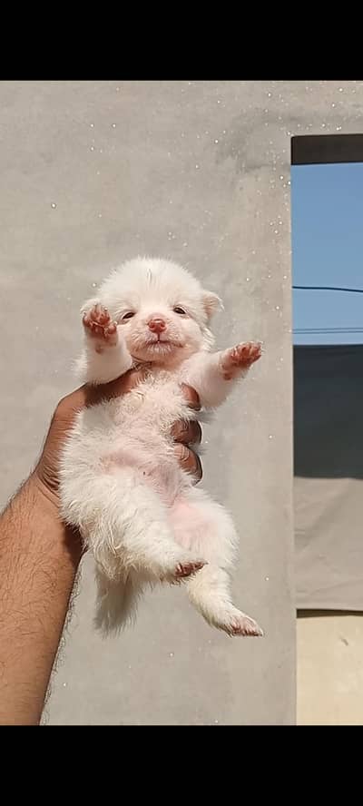 Pure Breed Russian Zero Size Puppies with Pink Nose