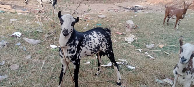 pure barbari mother and 2 males