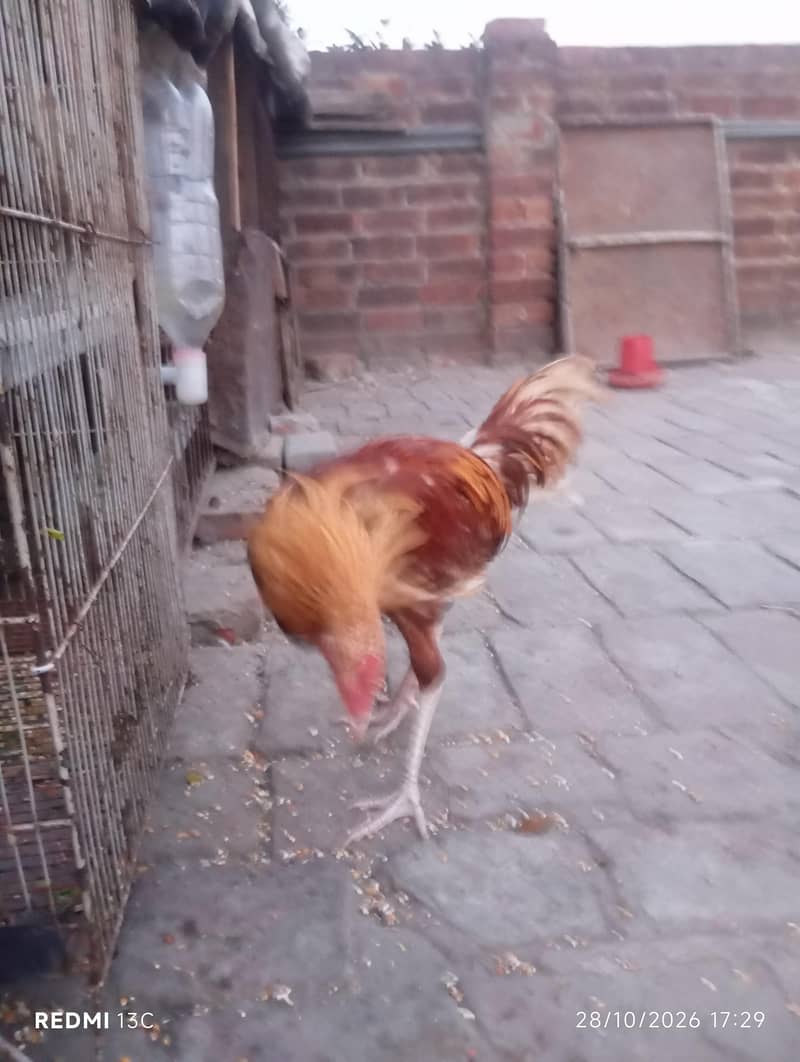 murga 1