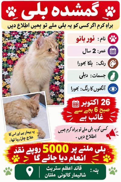 my cat lost from Quaid e Azam street