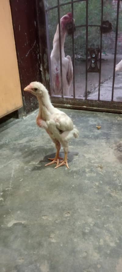 German king size white o shamo chick