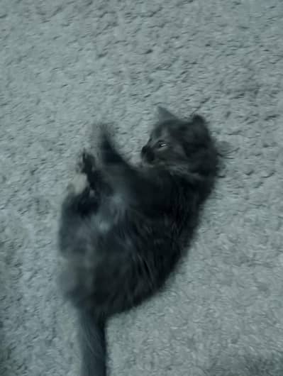Cute Fluffy Grey Kitten for Sale  | 55 Days Old