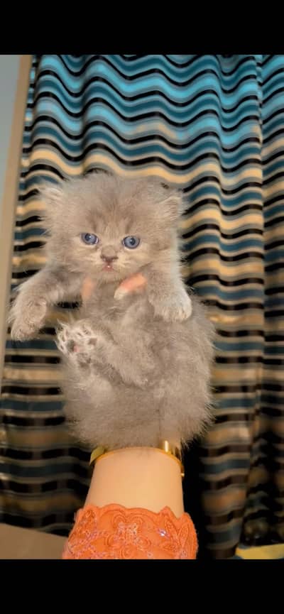Persian kittens      wtsp(03139288575)