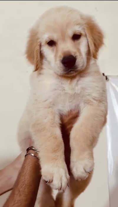 Golden Retriever Puppy Pedigree