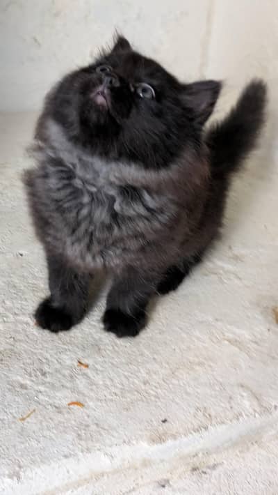 Dark Brown Fluffy Male Kitten for Sale – 2 Months Old